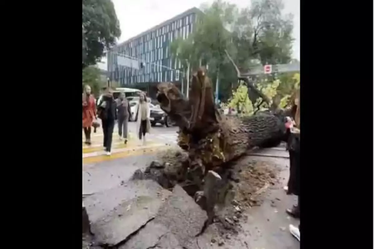 Гигантское дерево рухнуло на оживленном перекрестке в Алматы