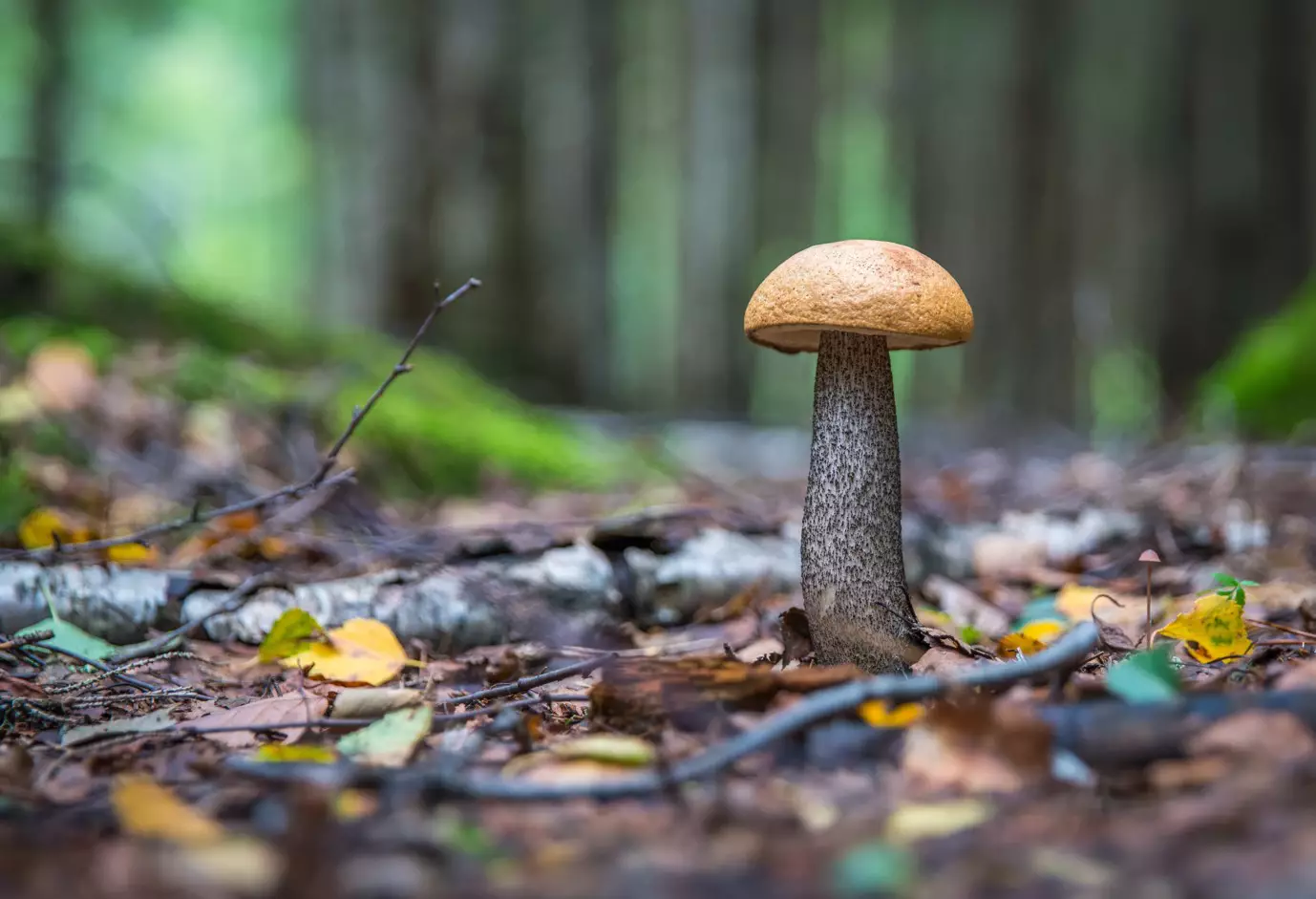 Женщина ушла за грибами и погибла в лесу