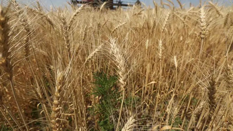 В Казахстане ограничили ввоз пшеницы из других стран