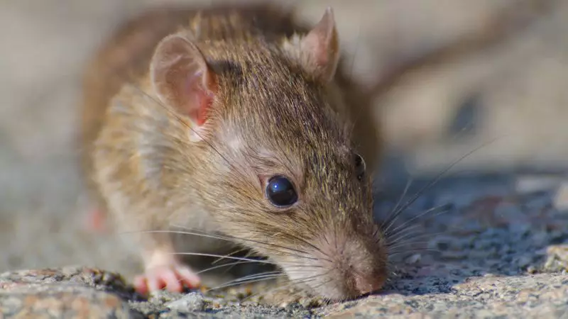 Жители Актау столкнулись с массовым нашествием крыс