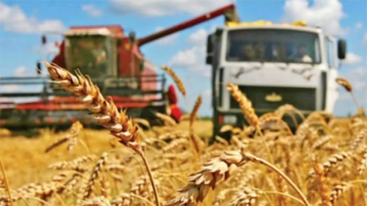 Казахстанские фермеры собрали около 60% урожая пценицы