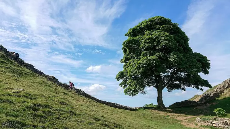 В Великобритании арестовали еще одного человека из-за срубленного "дерева Робин Гуда"