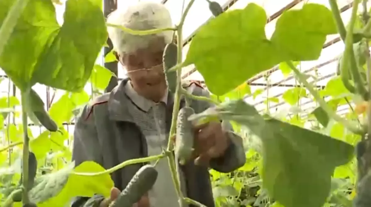 Пенсионер выращивает экзотику в домашней теплице