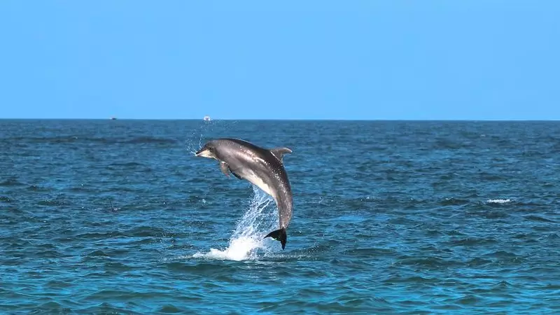 Более 100 дельфинов погибли в Амазонии из-за высокой температуры воды
