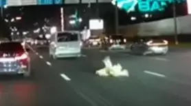 Собака выпала из авто на Аль-Фараби: казахстанцы требуют наказать владельца