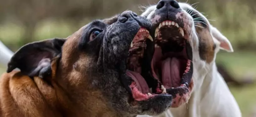 Видео собачьего боя возмутило казахстанцев