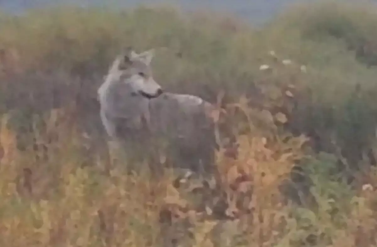 Волки нападают на скот сельчан в Костанайской области