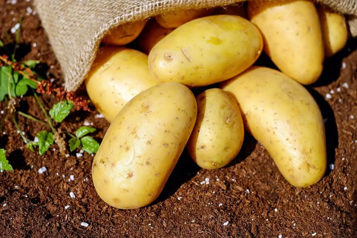 Оптовая цена картофеля резко упала в Казахстане