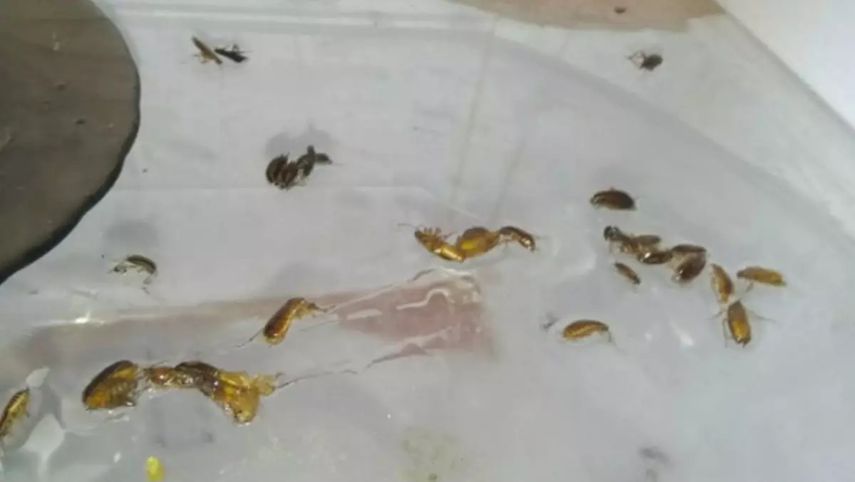 Семья с детьми погибла, пытаясь вывести тараканов