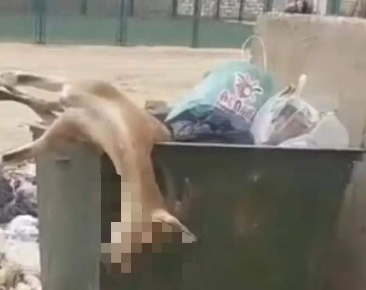 «Нашумевшая» коза в мусорке близ Жанаозена: Нарушителя не нашли