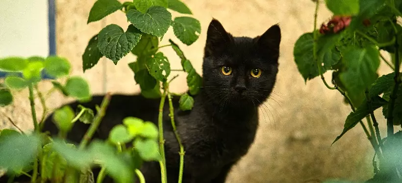 Магия черной кошки: приметы и суеверия в различных странах