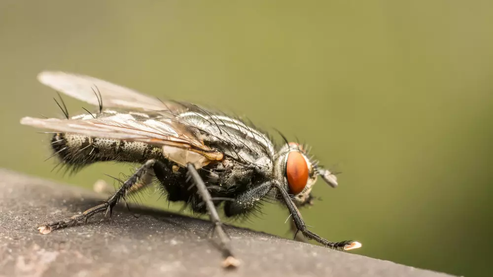 Живую муху нашли в кишечнике мужчины в США