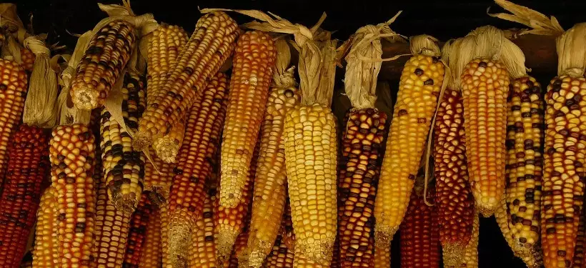Такая разная кукуруза: занимательные факты и рецепты блюд