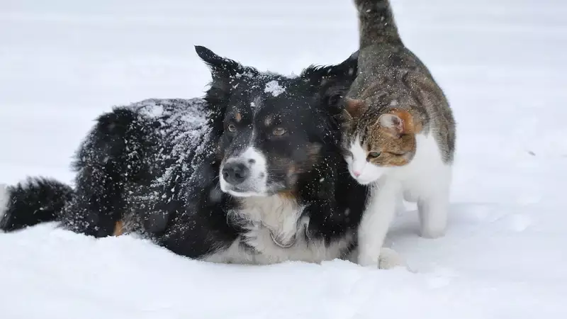 Кошки и собаки: как помочь домашним питомцам подготовиться к зиме