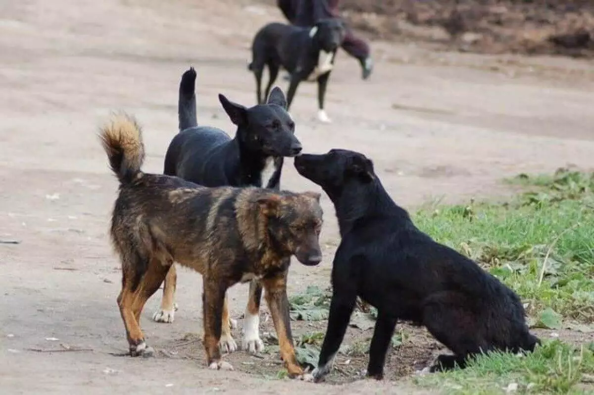 Кто в ответе за нападение собак на детей, рассказали в Минпросвещения