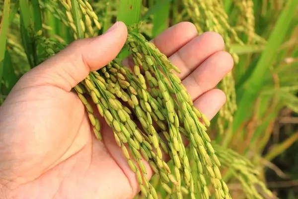 Новые сорта риса будут выращивать в Кызылординской области