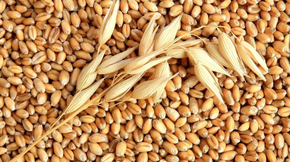 31 млрд тенге выделили на закуп пшеницы у пострадавших фермеров