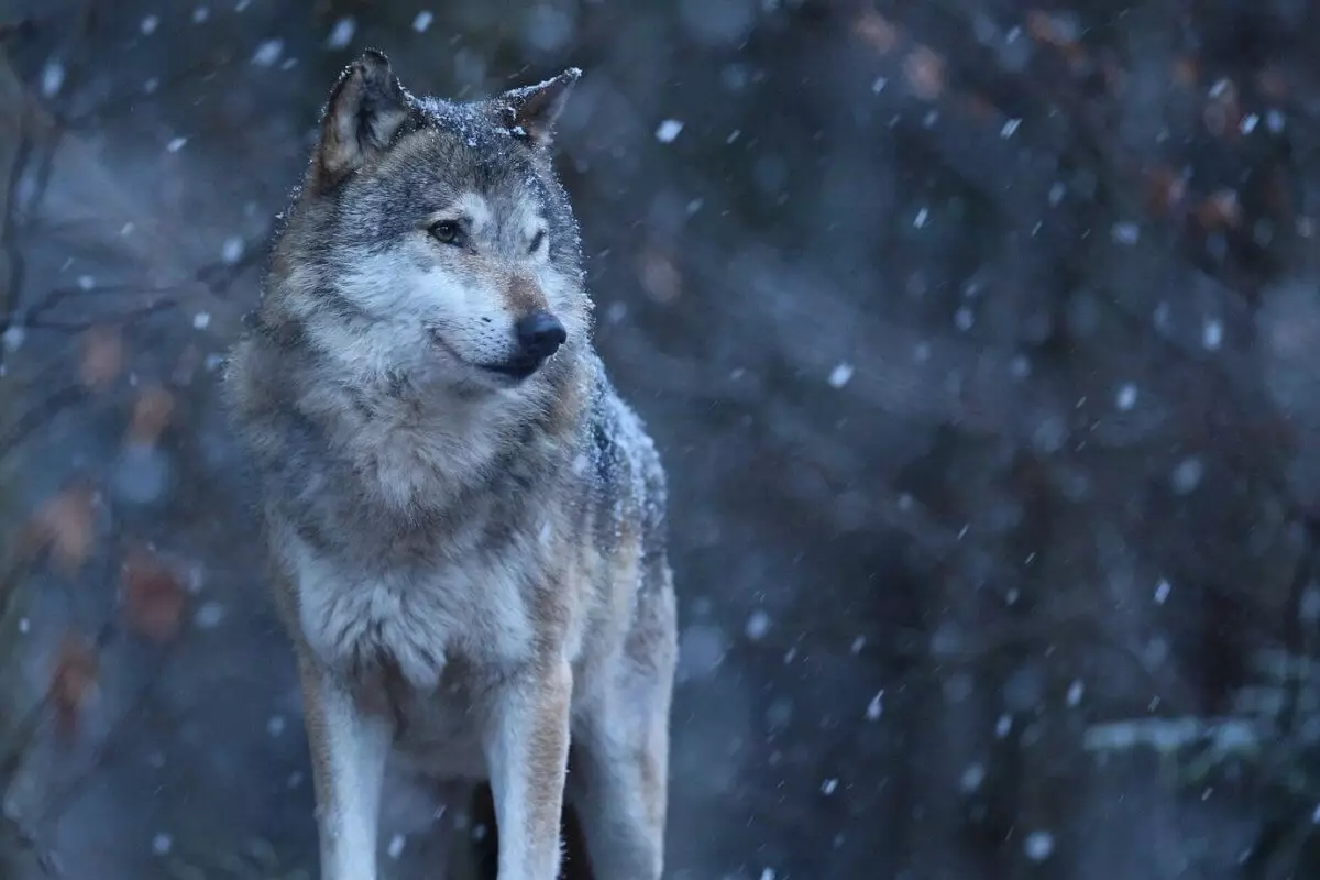 Напавший на женщин в Каркаралинске волк не был бешеным