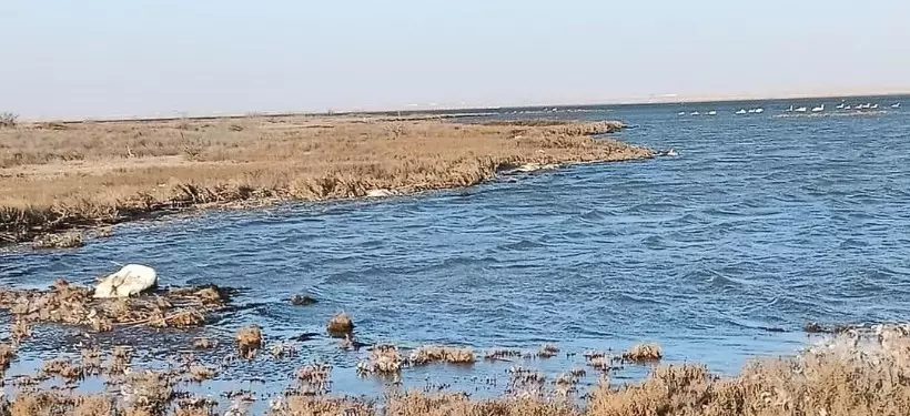 Десятки мертвых лебедей-шипунов обнаружены на побережье Караколя в Актау