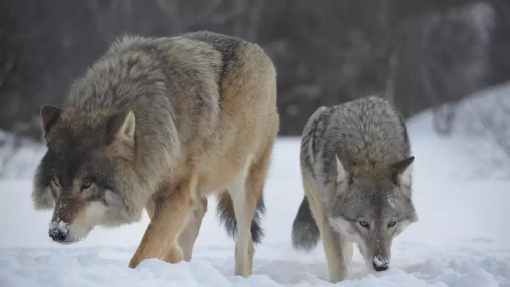 Жителей Акмолинской области предупредили об угрозе захода волков