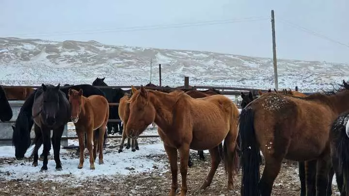В Казахстане запатентовали адайскую лошадь в виде национального бренда