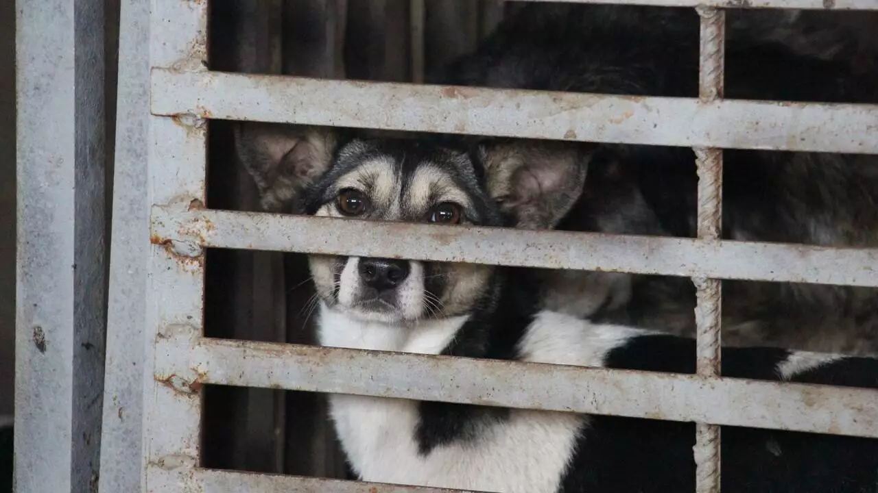 План по убийствам. Почему в Актау хладнокровно уничтожают собак на глазах у детей?