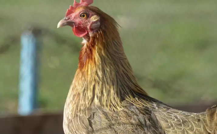 Пятна на мясе курицы объяснили на местной птицефабрике Актау