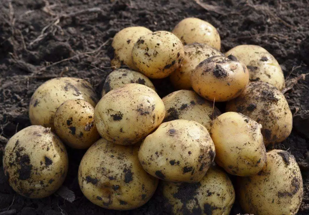 Производство картофеля в Казахстане выросло