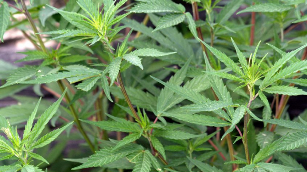 Выращивать марихуану в беларуси дикая конопля может ли вставить
