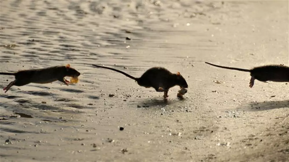 Гигантские крысы заполонили популярный пляж и начали терроризировать туристов