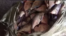 Жетісу облысында 350 келі заңсыз ауланған балық тәркіленді