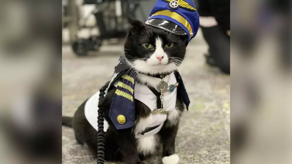 Хвостатая помощь: кота взяли на работу в аэропорт