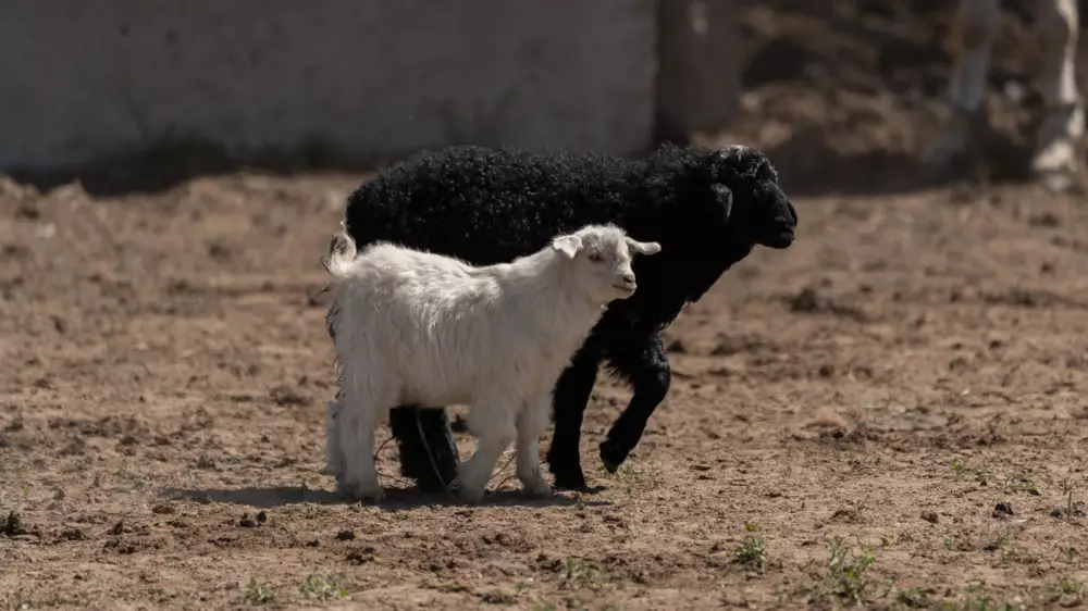 Овцы подорожали в преддверии Курбан айта на рынках Атырау