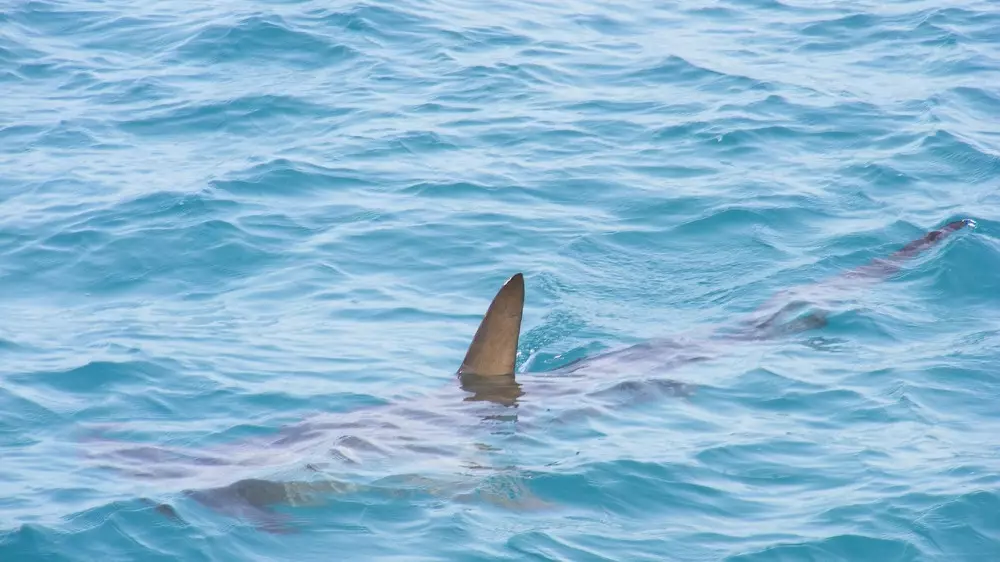 Нападения акул участились на пляжах Флориды