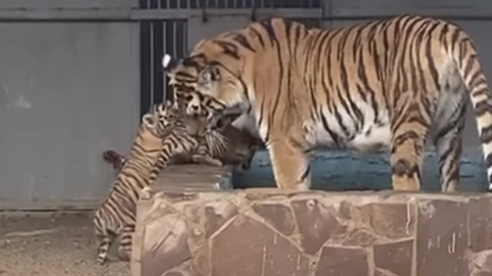 Зоопарк 21. Тигренок в зоопарке. Тигрица с тигрятами. Мама тигрица с тигренком. Телеканал зоопарк.
