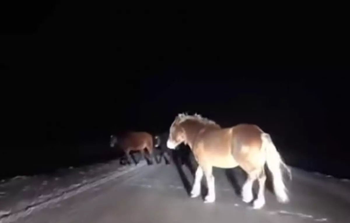 Пасущихся ночью на трассе лошадей сняли на видео под Павлодаром