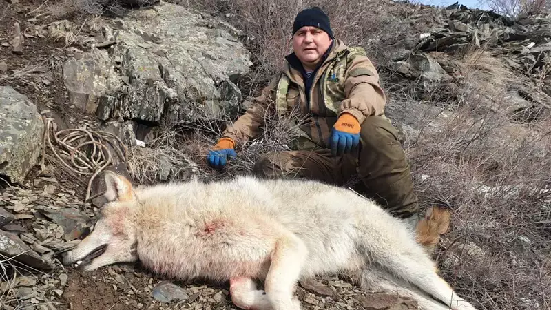 Оперативники застрелили волков, напавших на скот в ВКО