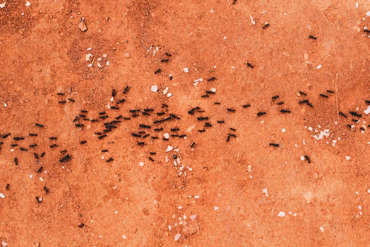 Почему мы страдаем синдромом муравья и что это вообще такое