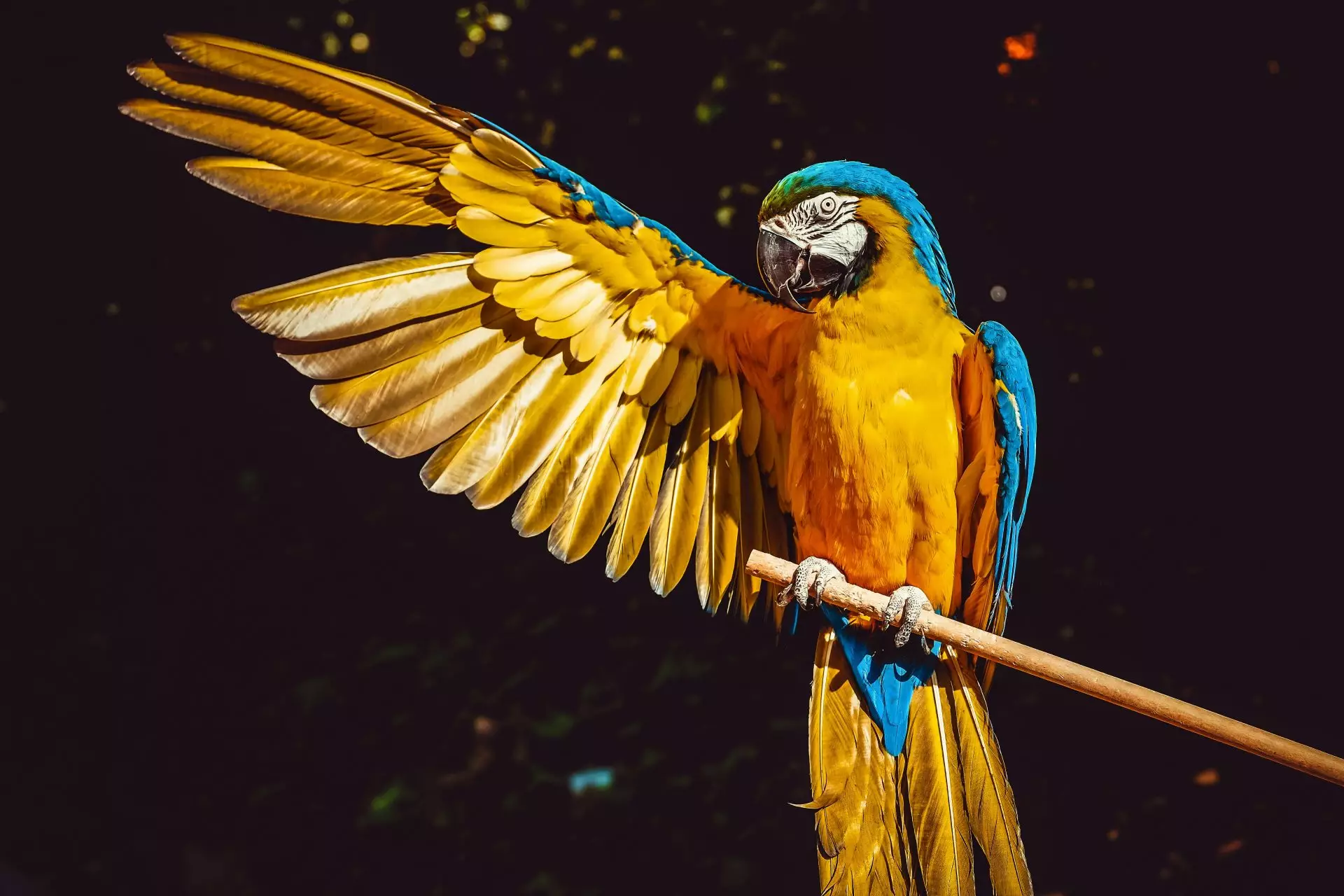 В британском зоопарке попугаев хотят отучить материться