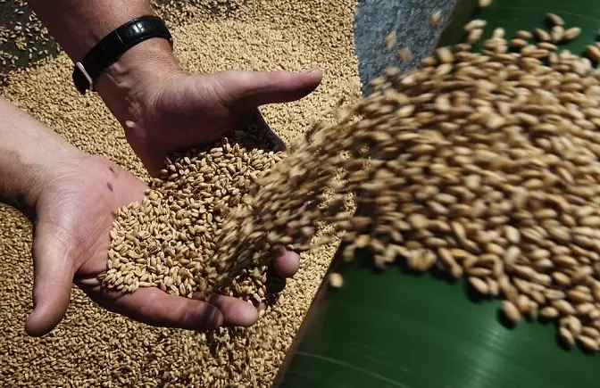 Завод по переработке зерна запустили в Костанайской области