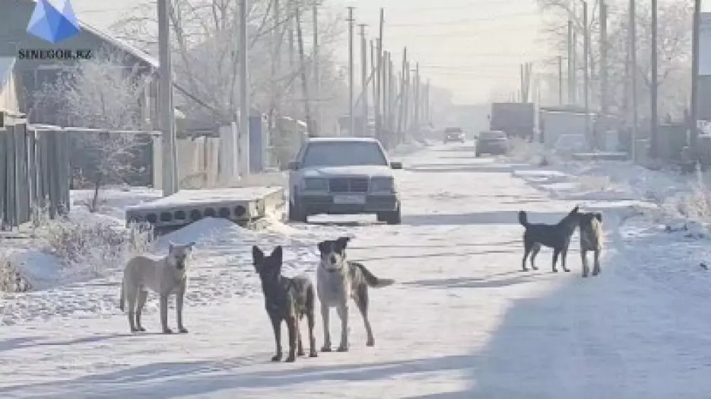 Аким Акмолинской области: "Чипирование бродячих собак не дало нужного эффекта"