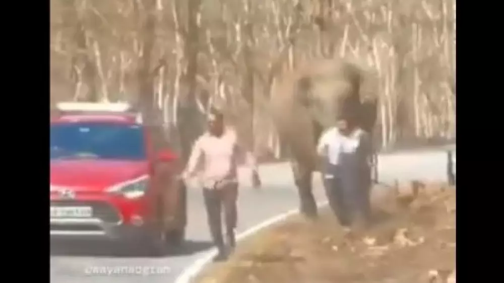 Нападение разъяренного слона на туристов попало на видео