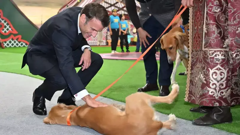 Жюль и Жанна: Токаев отправил президенту Франции двух щенков тазы