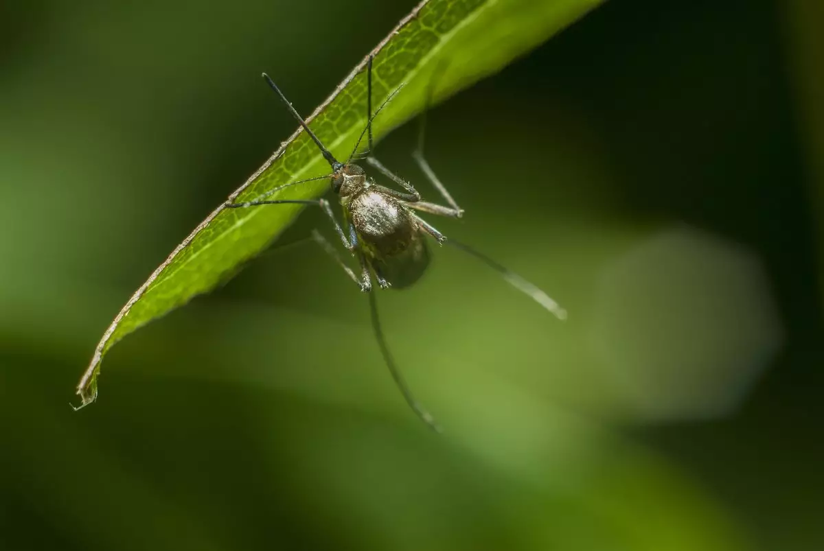 ВОЗ: лихорадку денге в Бразилии спровоцировал феномен Эль-Ниньо