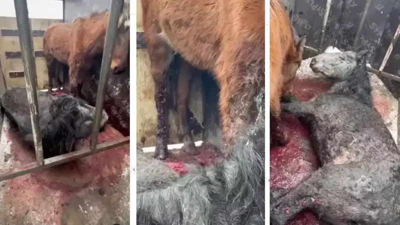 Лошади массово гибнут от неизвестной инфекции в Карагандинской области