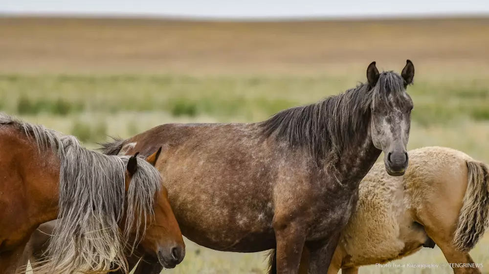 Загадочная болезнь лошадей в Каргандинской области: в Минсельхозе проводят исследование