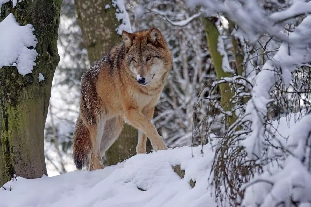 Нашествием волков пугают жителей СКО