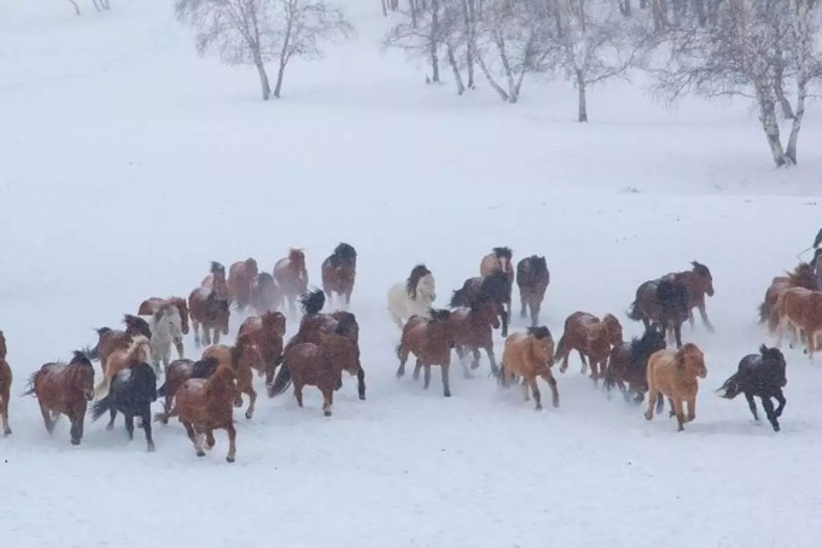 Табун лошадей насмерть замерз в степи в Актюбинской области (ВИДЕО)