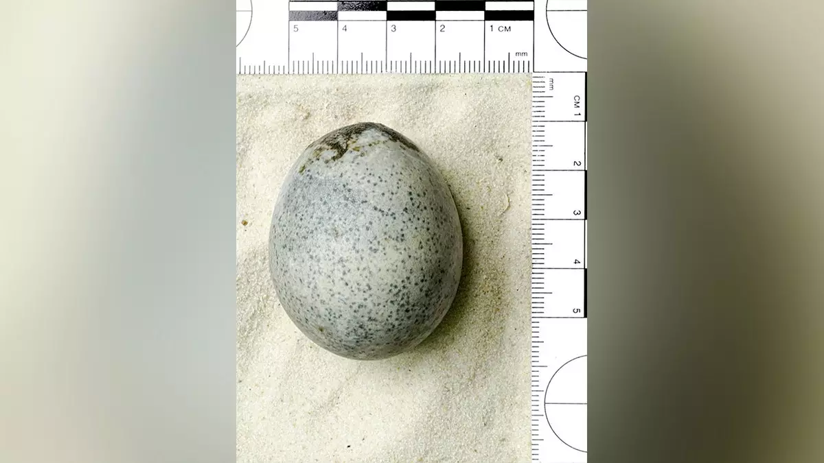 Британские исследователи «ошеломлены», обнаружив, что 1700-летнее яйцо все еще содержит желток: доклад