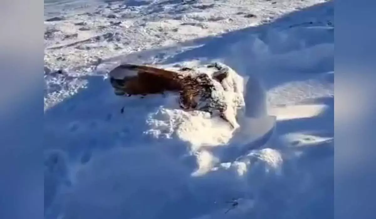 Табун лошадей замерз в Актюбинской области